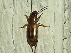 Seedcorn Beetle
